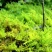 山货苔藓