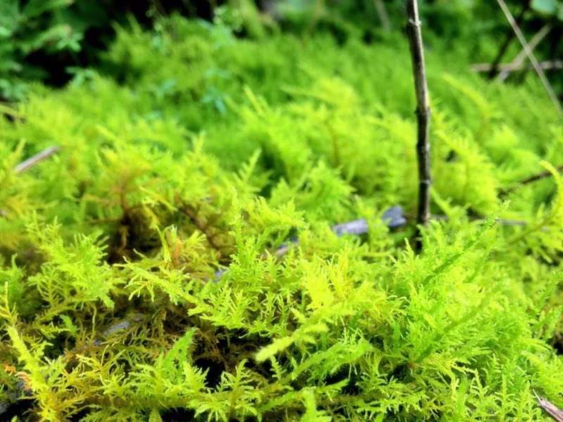 山货苔藓