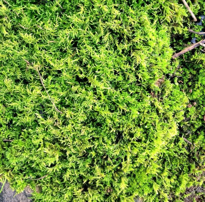 山货苔藓