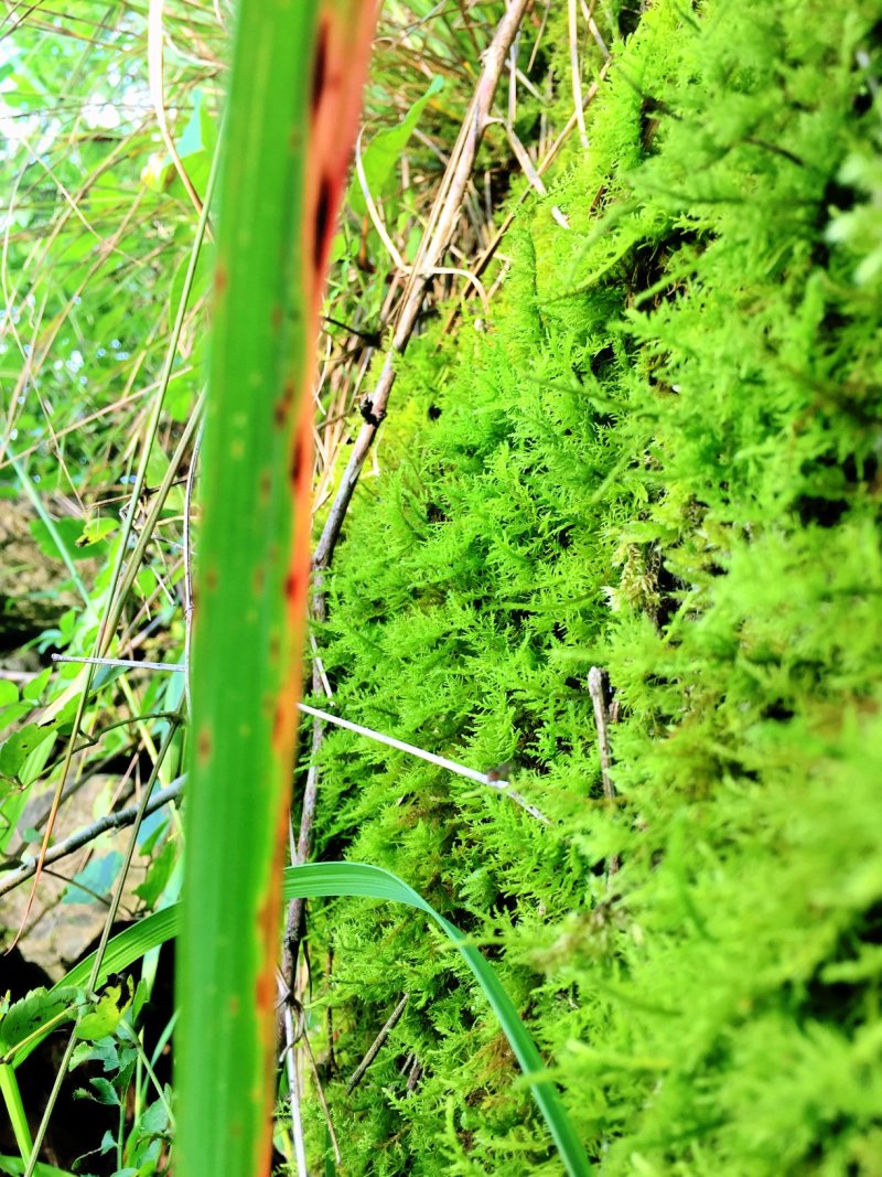 山货苔藓