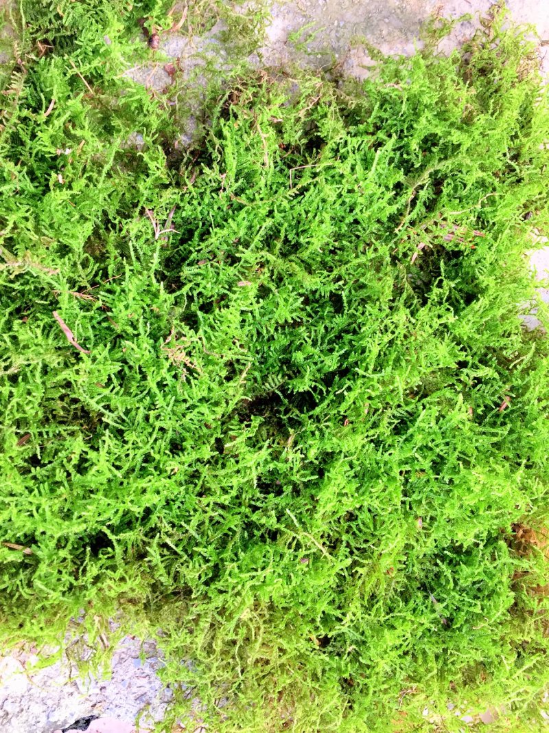 山货苔藓