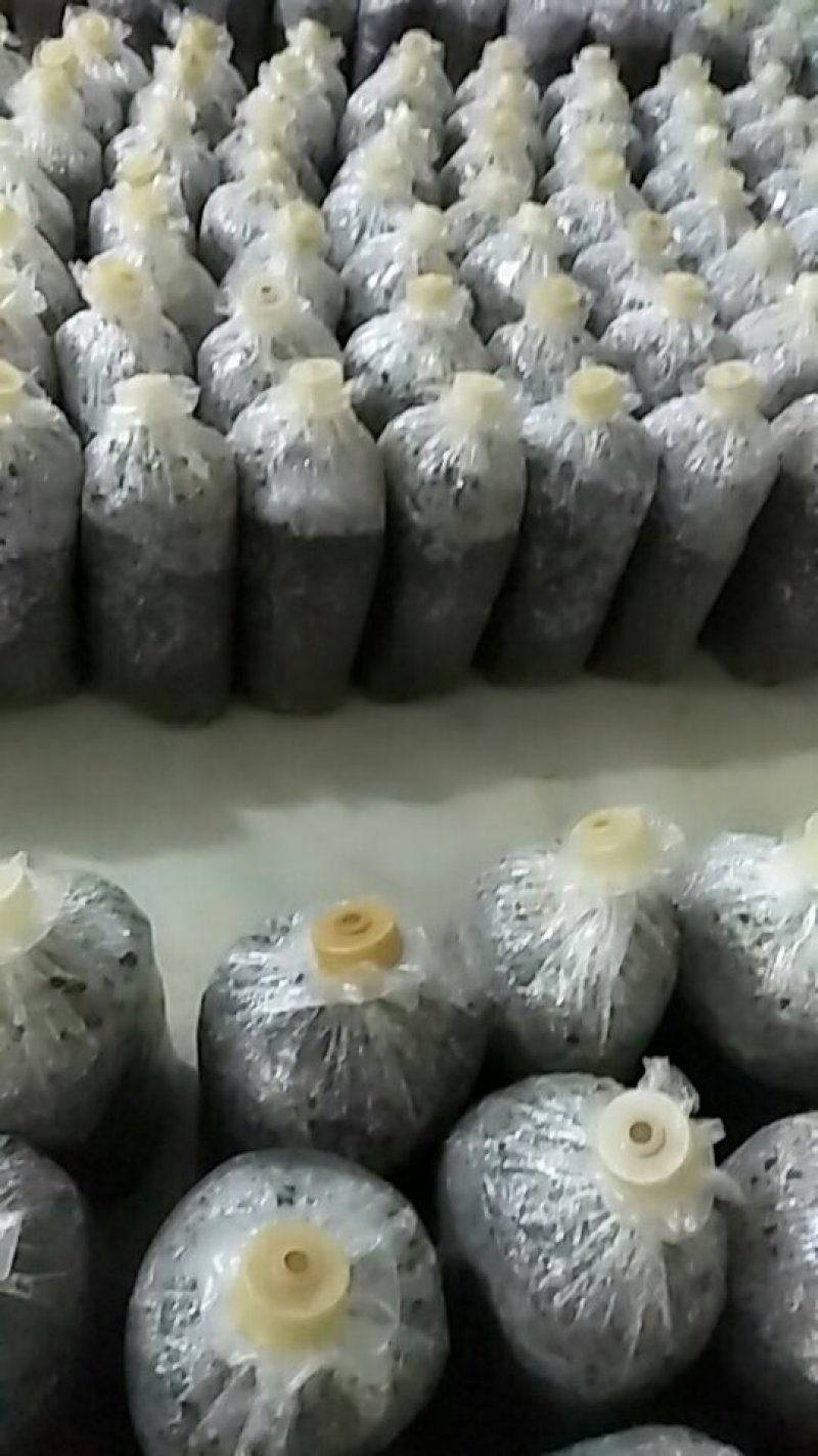 平菇菌种二级种