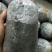 平菇菌种二级种