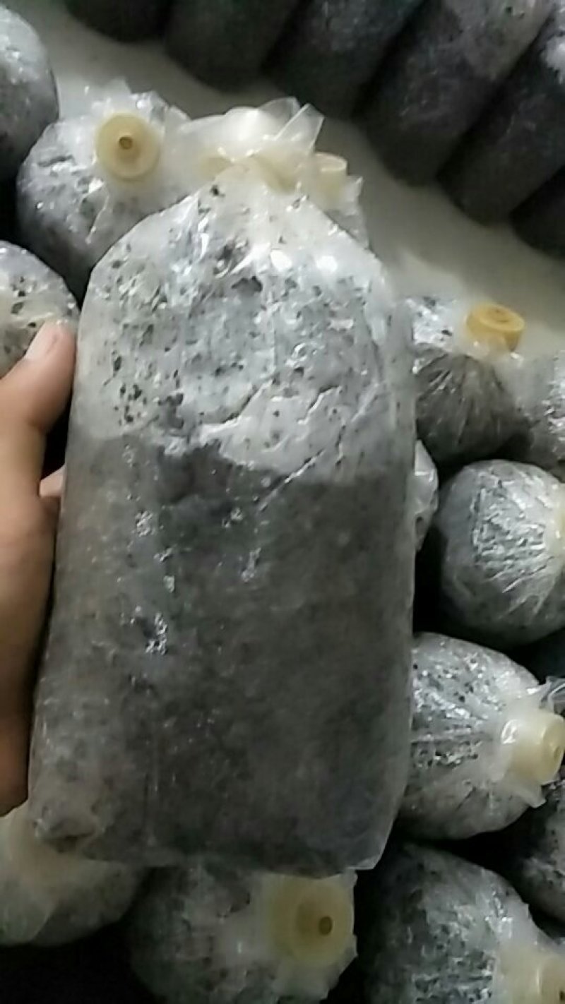 平菇菌种二级种