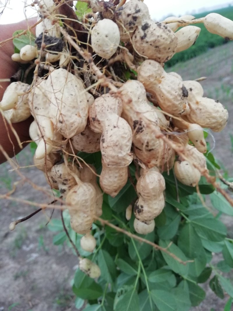 大户种植二百亩鲜花生大量上市！