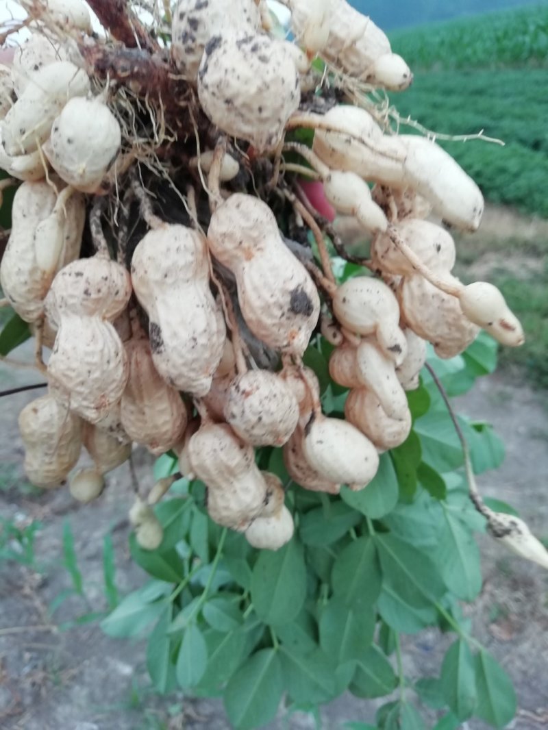 大户种植二百亩鲜花生大量上市！