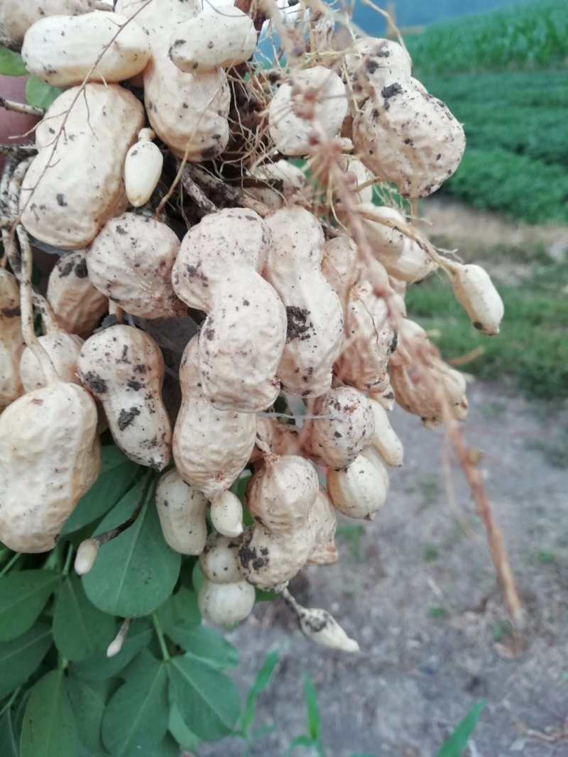 大户种植二百亩鲜花生大量上市！