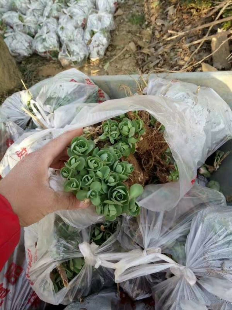 沭阳大型八宝景天种植基地大量销售中常年批发供应