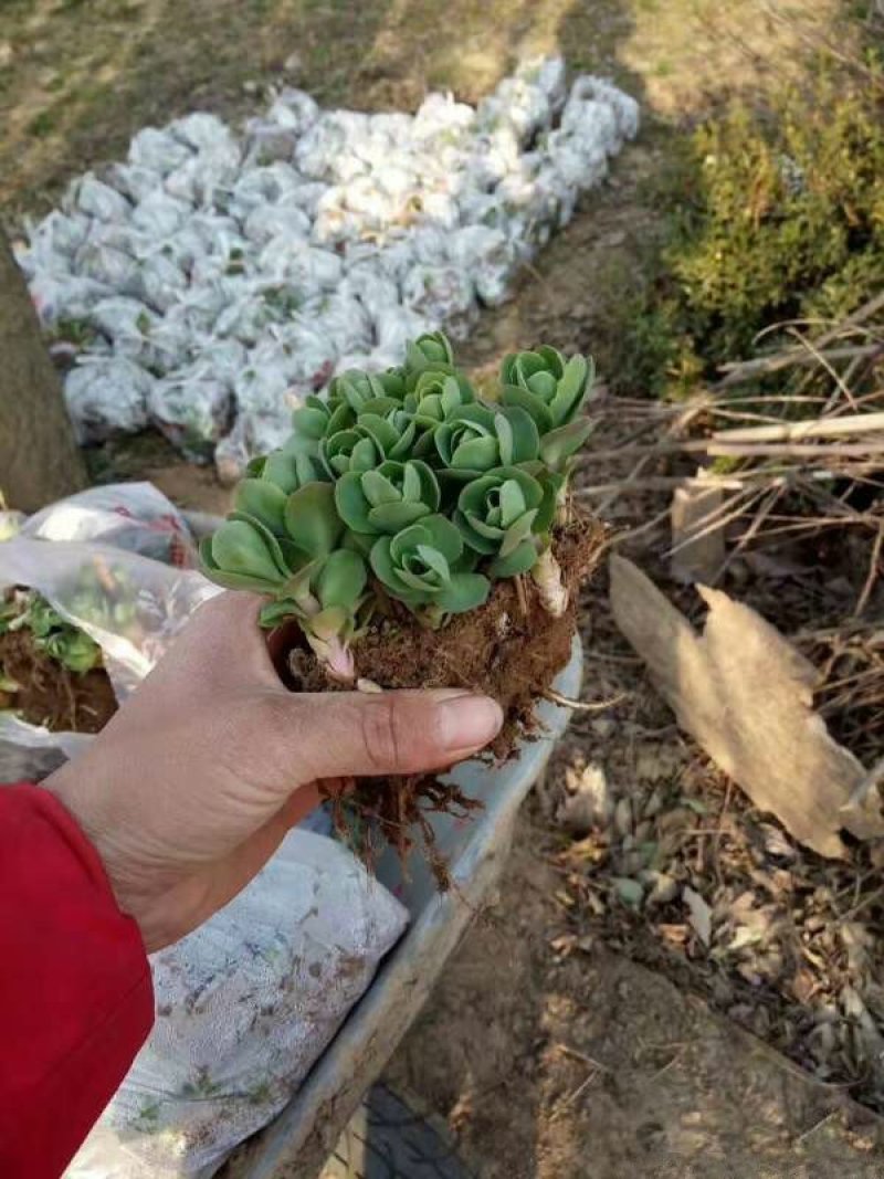 沭阳大型八宝景天种植基地大量销售中常年批发供应