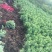 沭阳大型八宝景天种植基地大量销售中常年批发供应