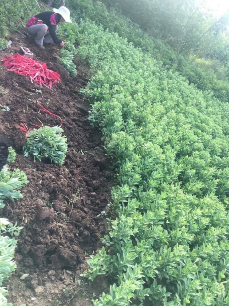 沭阳大型八宝景天种植基地大量销售中常年批发供应
