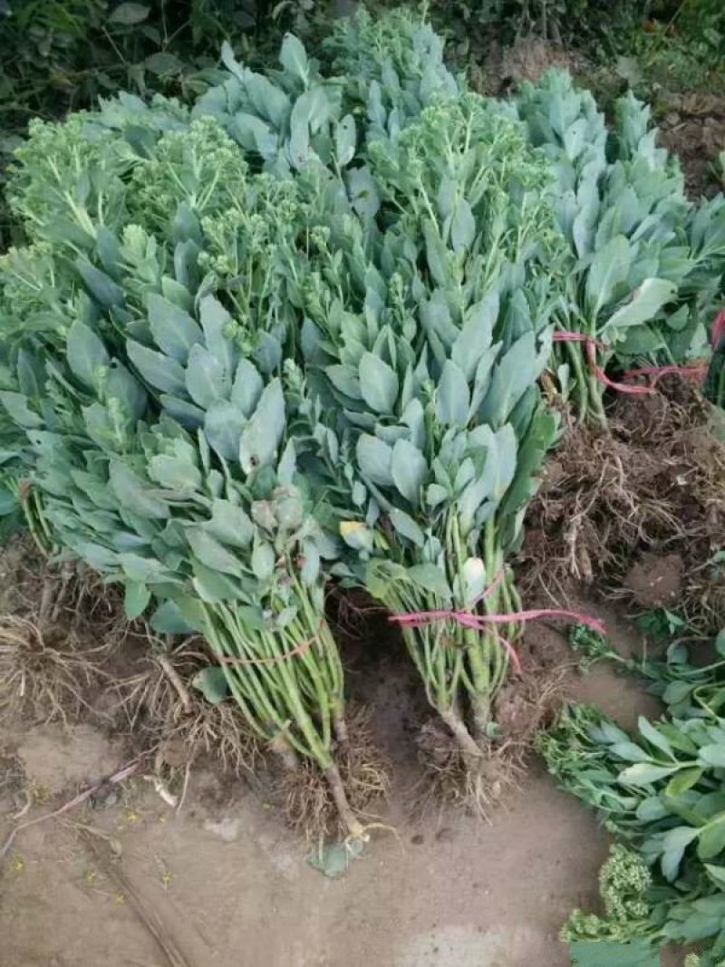 沭阳大型八宝景天种植基地大量销售中常年批发供应