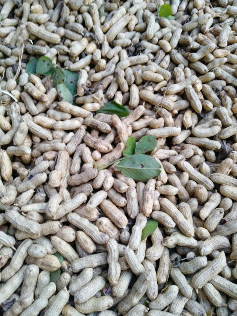 鲜花生白沙系列沙土地种植白皮白沙花生量大从优