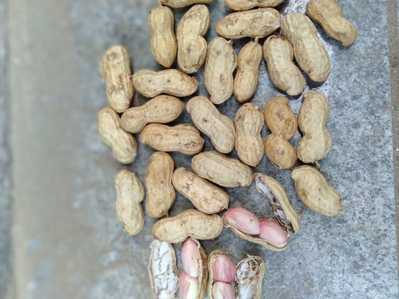 鲜花生白沙系列沙土地种植白皮白沙花生量大从优