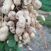 大户种植二百亩鲜花生大量上市！