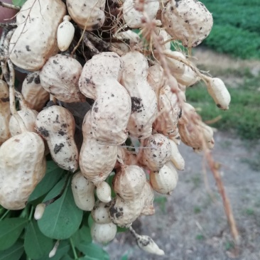 大户种植二百亩鲜花生大量上市！