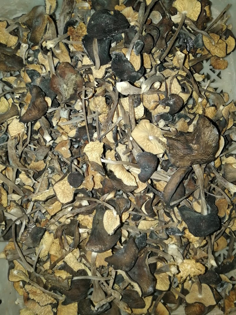 鸡枞菌干货