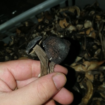 鸡枞菌干货