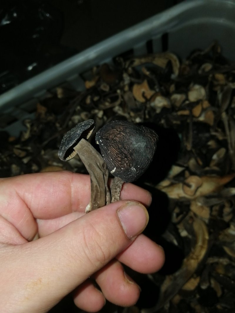 鸡枞菌干货