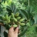 橄榄
