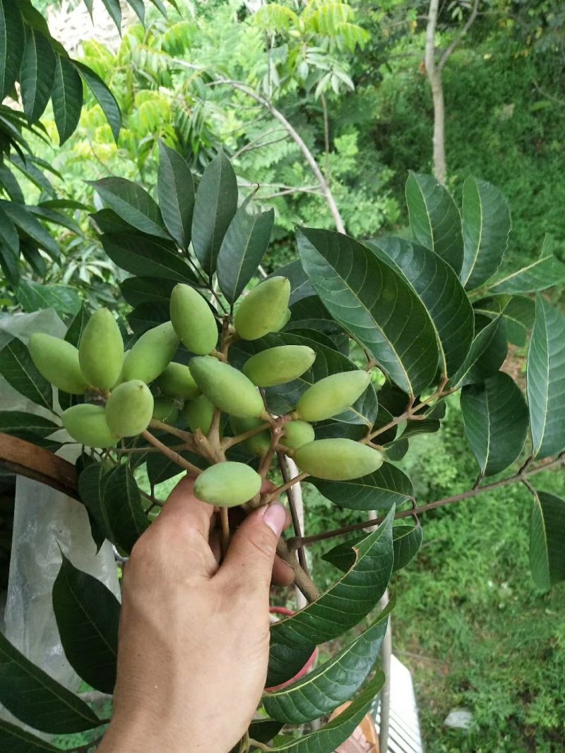 橄榄