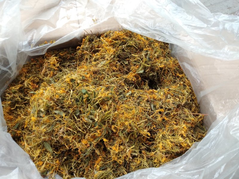 金银花