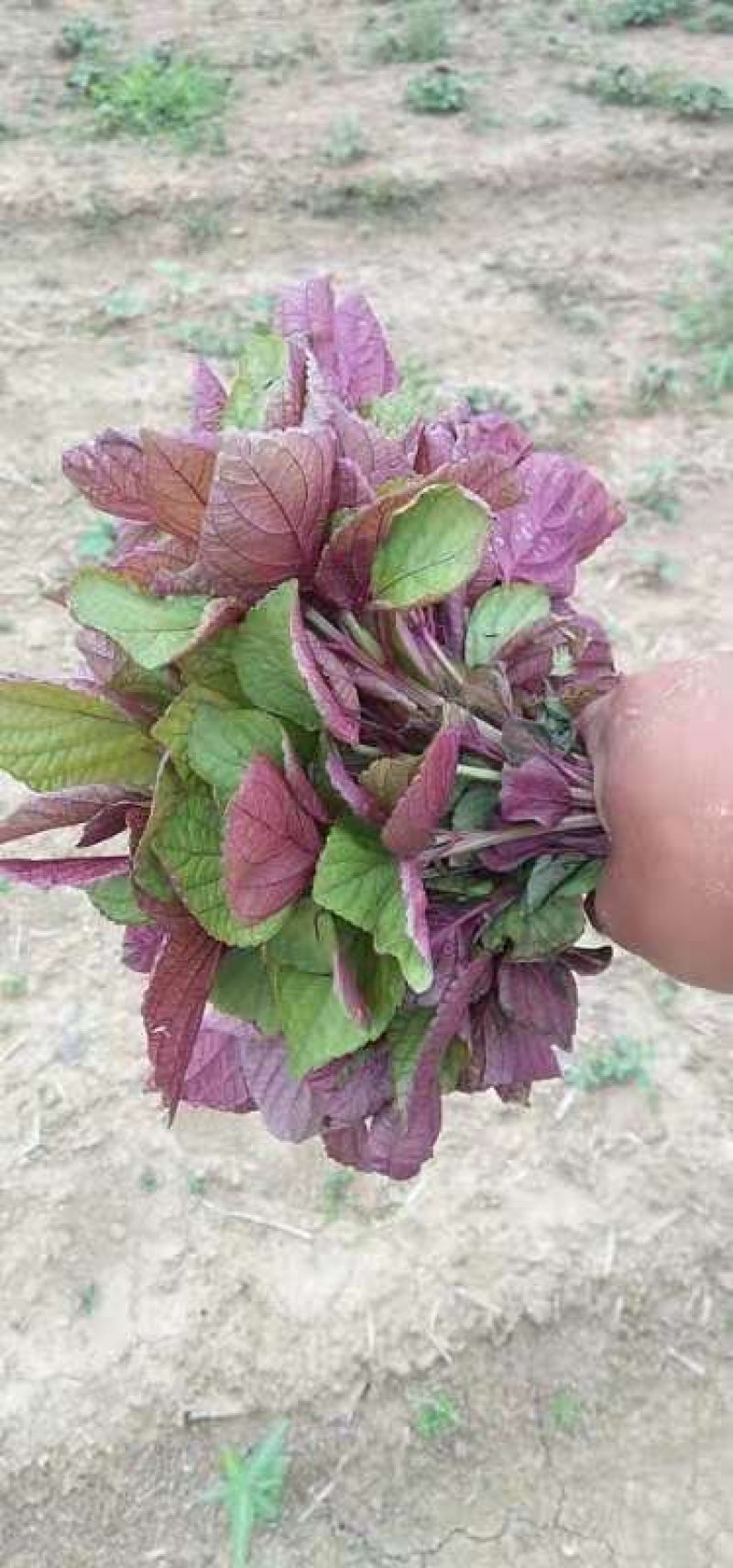 蔬菜，特菜，中药材，药食同源，紫苏，苏子叶