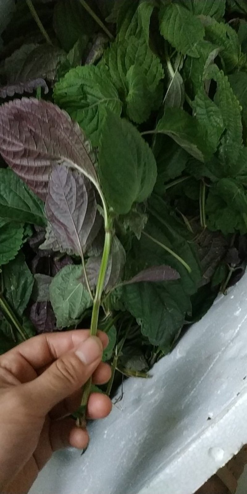 蔬菜，特菜，中药材，药食同源，紫苏，苏子叶