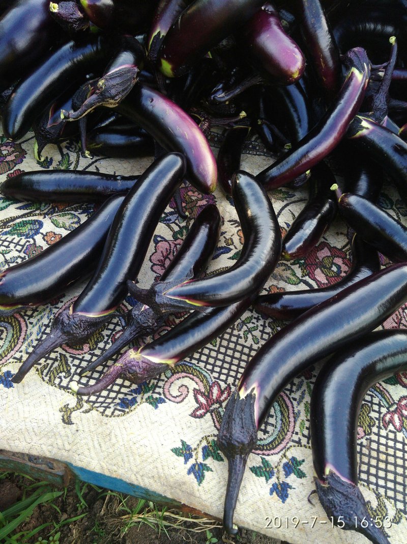 茄子2两起步油黑亮丽现摘