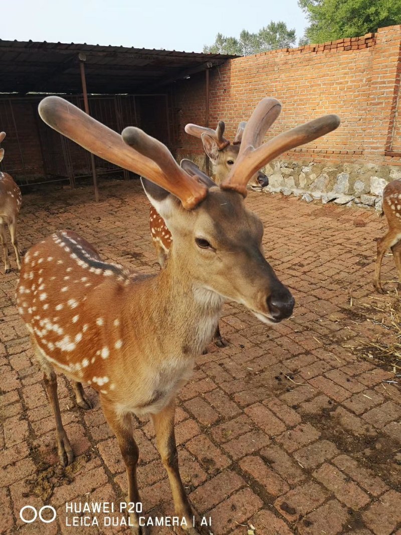 鹿鞭