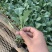 耐高温菜花苗正好发产量高，好品种高质量，，