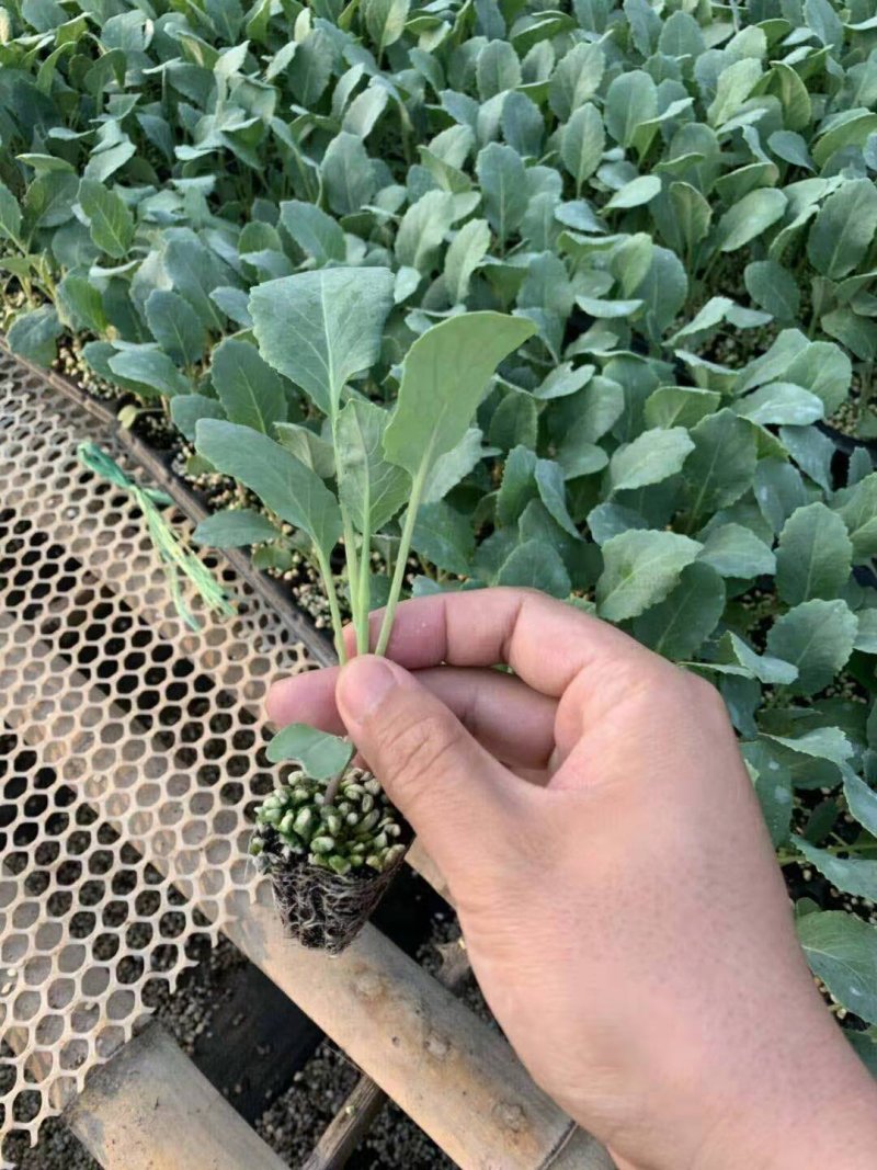 耐高温菜花苗正好发产量高，好品种高质量，，