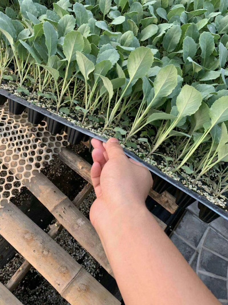 耐高温菜花苗正好发产量高，好品种高质量，，