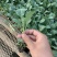 耐高温菜花苗正好发产量高，好品种高质量，，