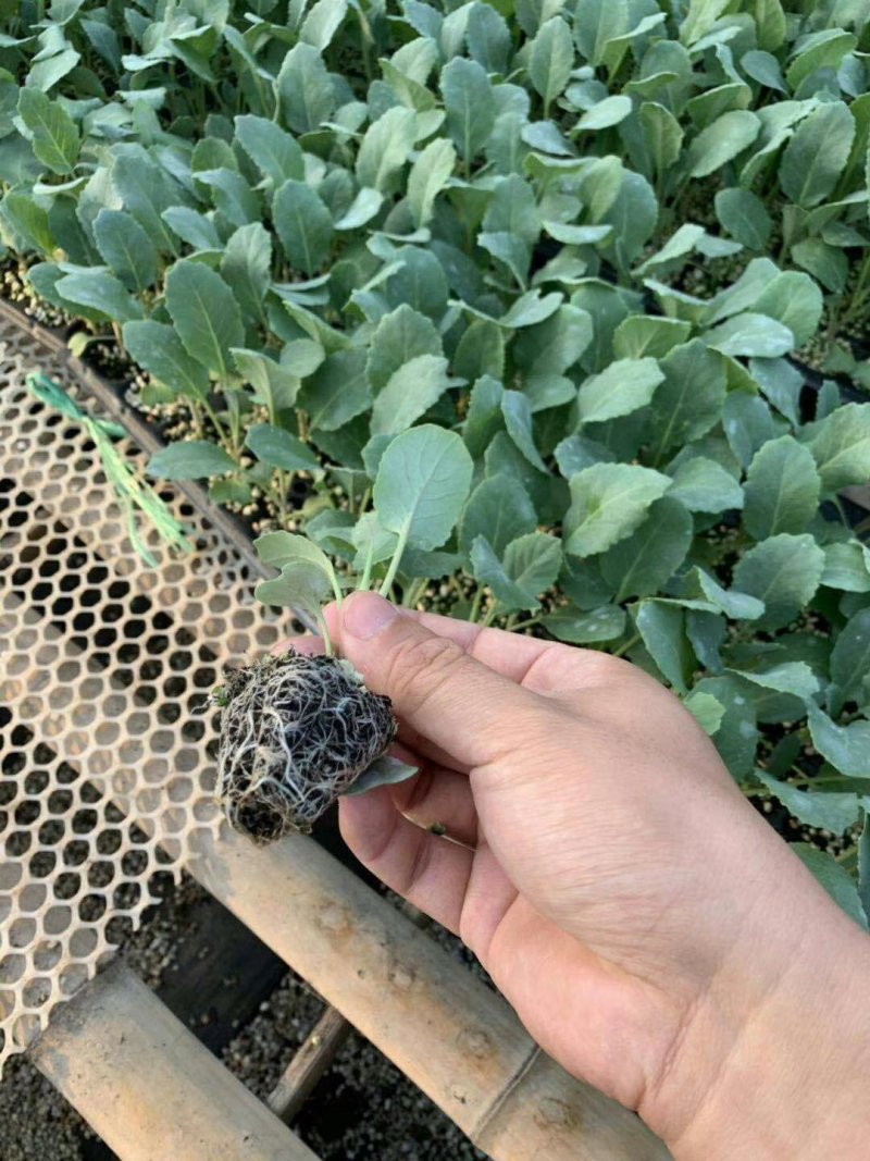耐高温菜花苗正好发产量高，好品种高质量，，