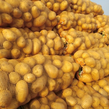 大量土豆库存，二两半以上