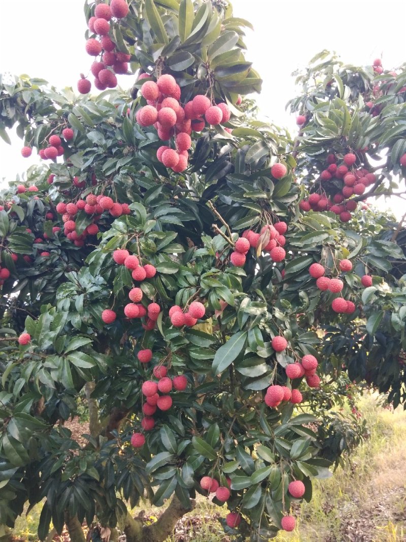 广西梧州荔枝(迟熟优质禾荔，鸡嘴荔