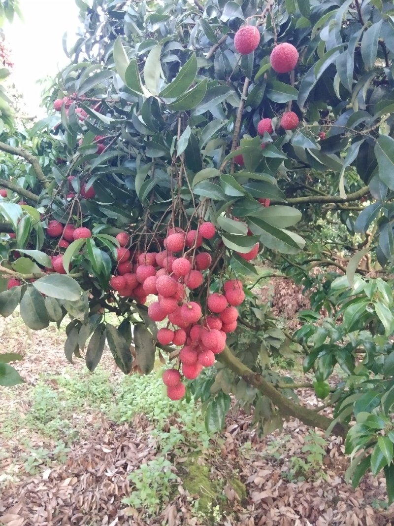 广西梧州荔枝(迟熟优质禾荔，鸡嘴荔