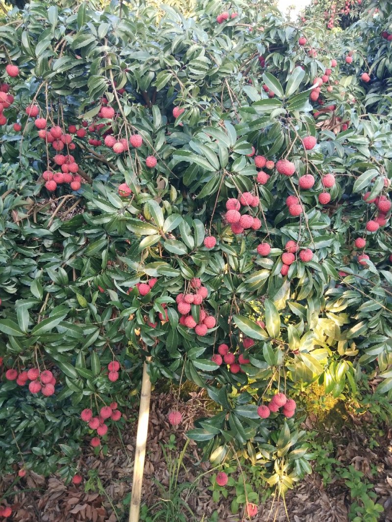 广西梧州荔枝(迟熟优质禾荔，鸡嘴荔