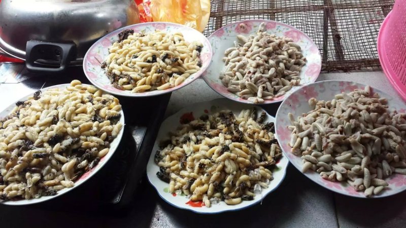 蜂蛹树蜂地雷锋黄蜂黑尾带巢活蜂熟冻蜂蛹野生蜂蛹
