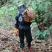 蜂蛹树蜂地雷锋黄蜂黑尾带巢活蜂熟冻蜂蛹野生蜂蛹