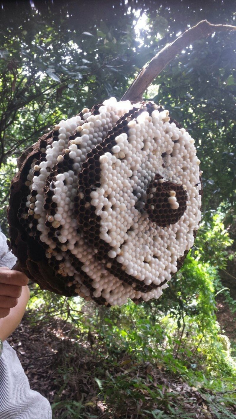 蜂蛹树蜂地雷锋黄蜂黑尾带巢活蜂熟冻蜂蛹野生蜂蛹