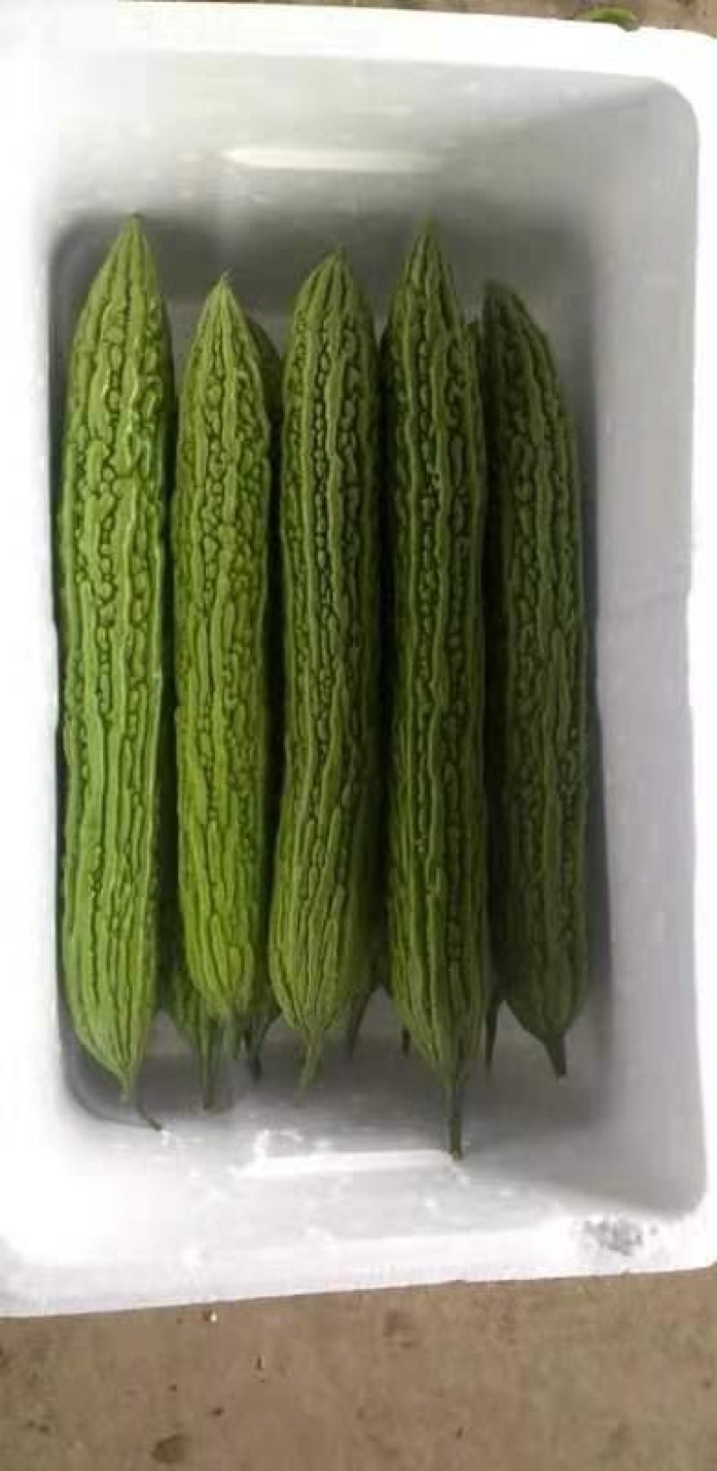 【精品】苦瓜，产地直供，瓜长30公分，颜色翠绿，货源充足