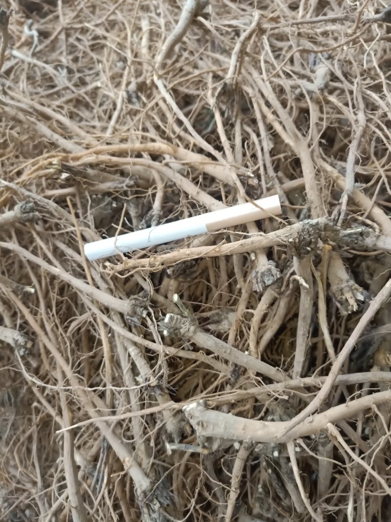 北柴胡硬切片干度好1公分头