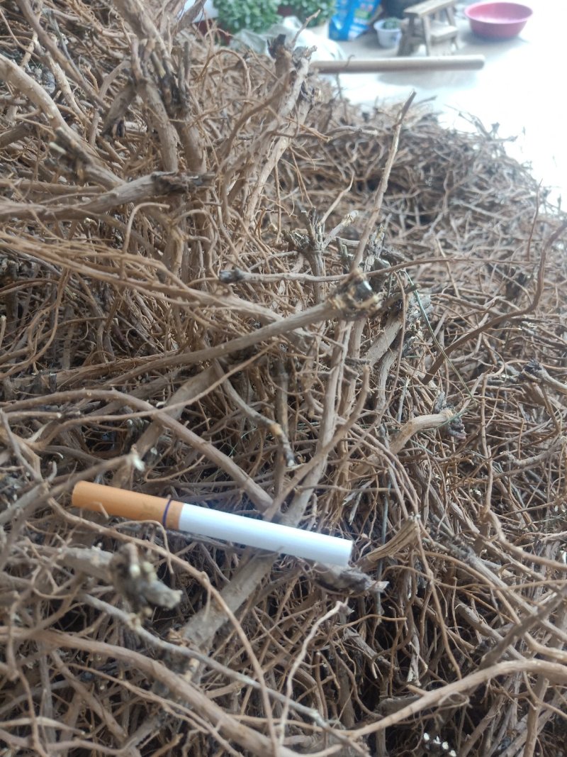 北柴胡硬切片干度好1公分头