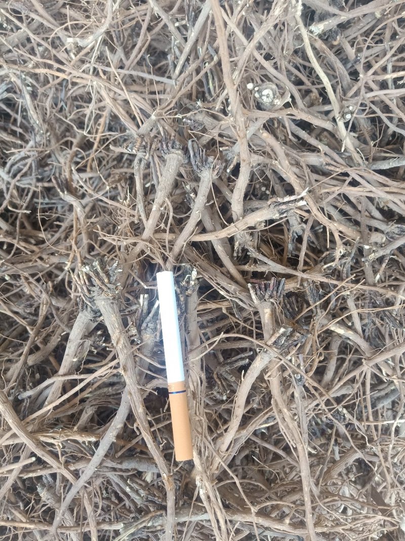 北柴胡硬切片干度好1公分头