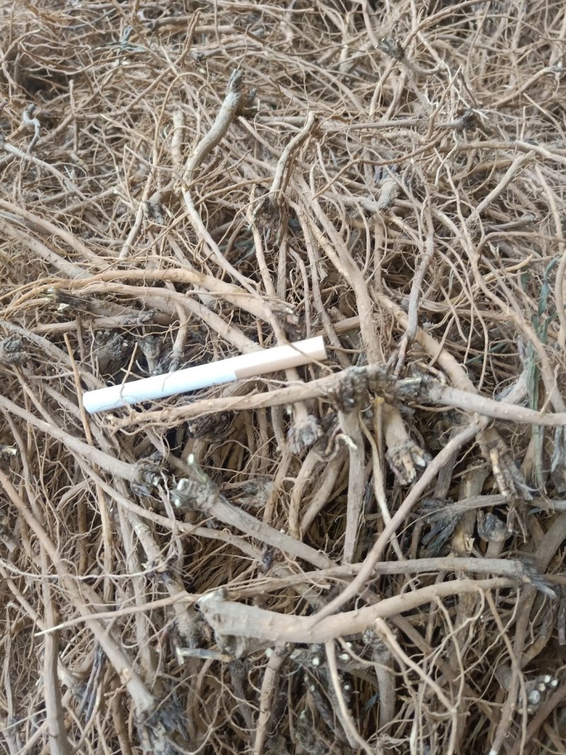 北柴胡硬切片干度好1公分头