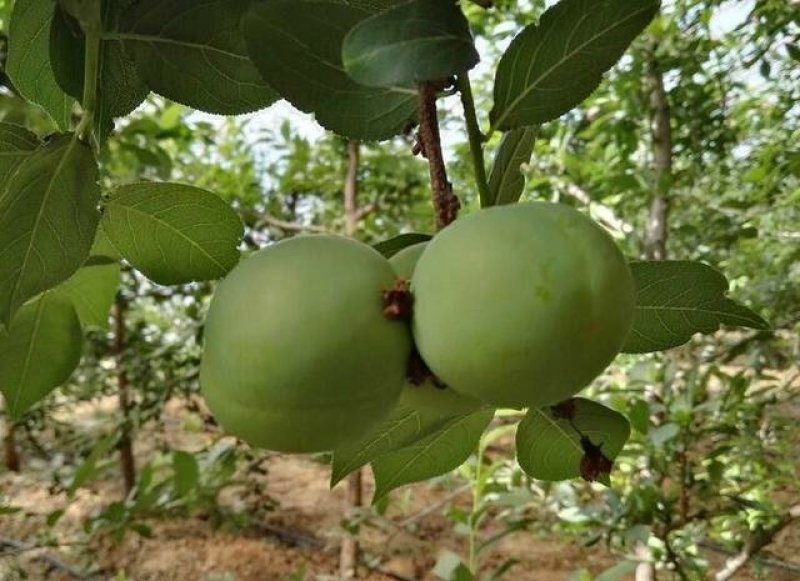 陕西青脆李产地直供货源充足欲购从速价格优惠