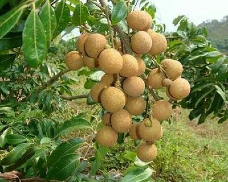 四季龙眼苗，品质保证，量大从优