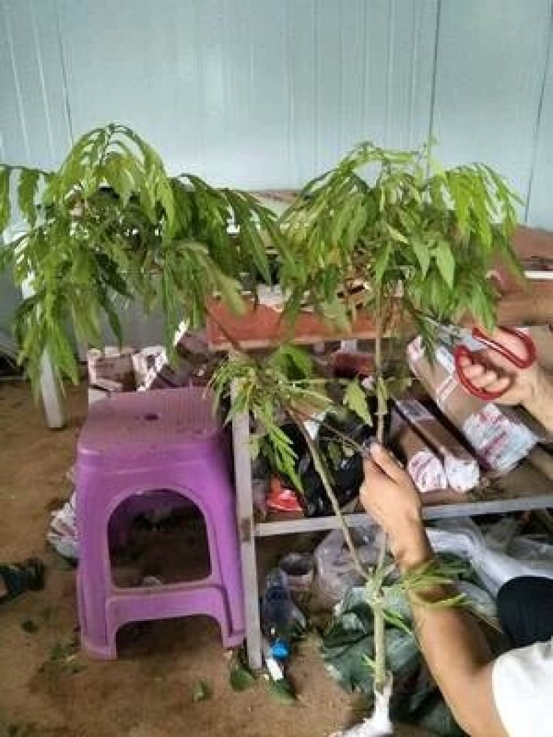 四季龙眼苗，品质保证，量大从优